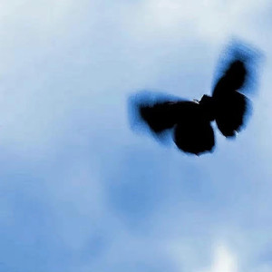 羊藿草儿媳妇帮忙治病
